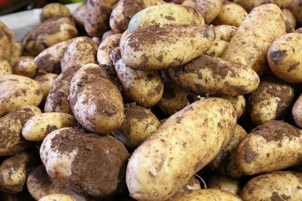 Секреты большого урожая картофеля