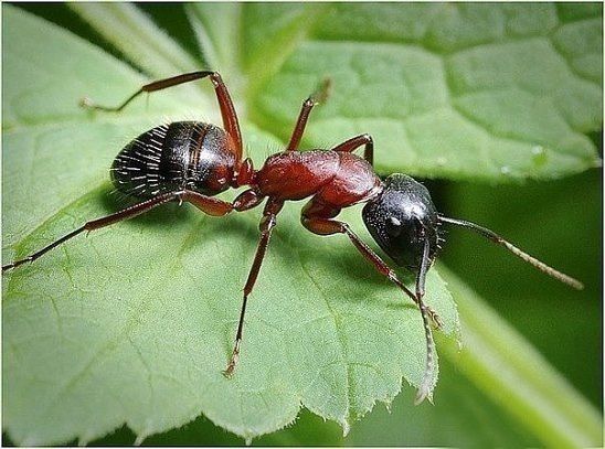 Какие травы могут отпугнуть муравьев