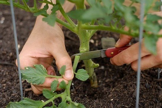 Как удалять листья с томатов