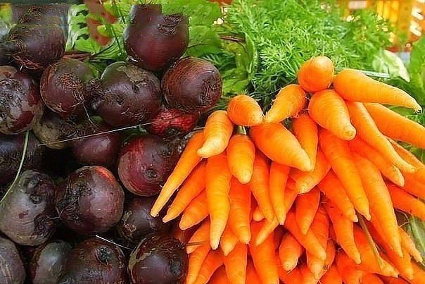Как вырастить сахарную свеклу и сахарную морковь