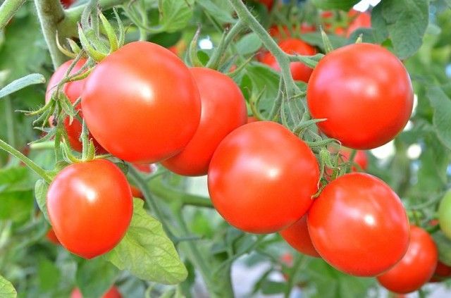 Как повысить урожайность томатов: народный метод