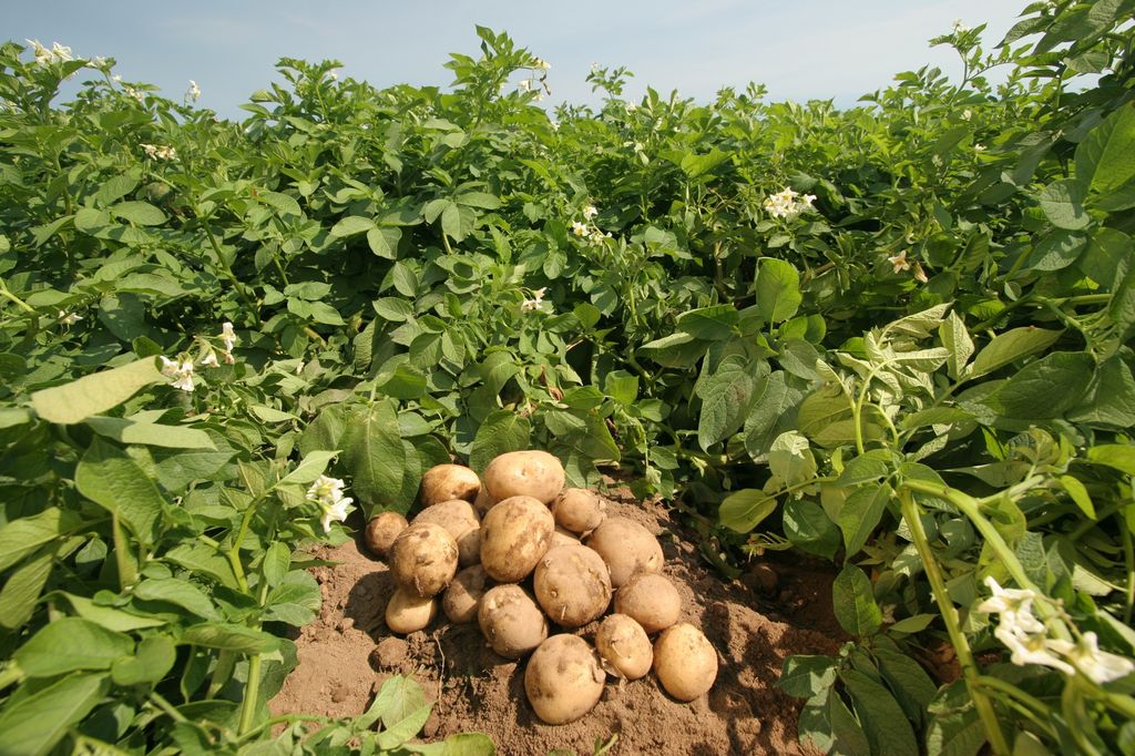 В середине лета можно повторно посадить картофель