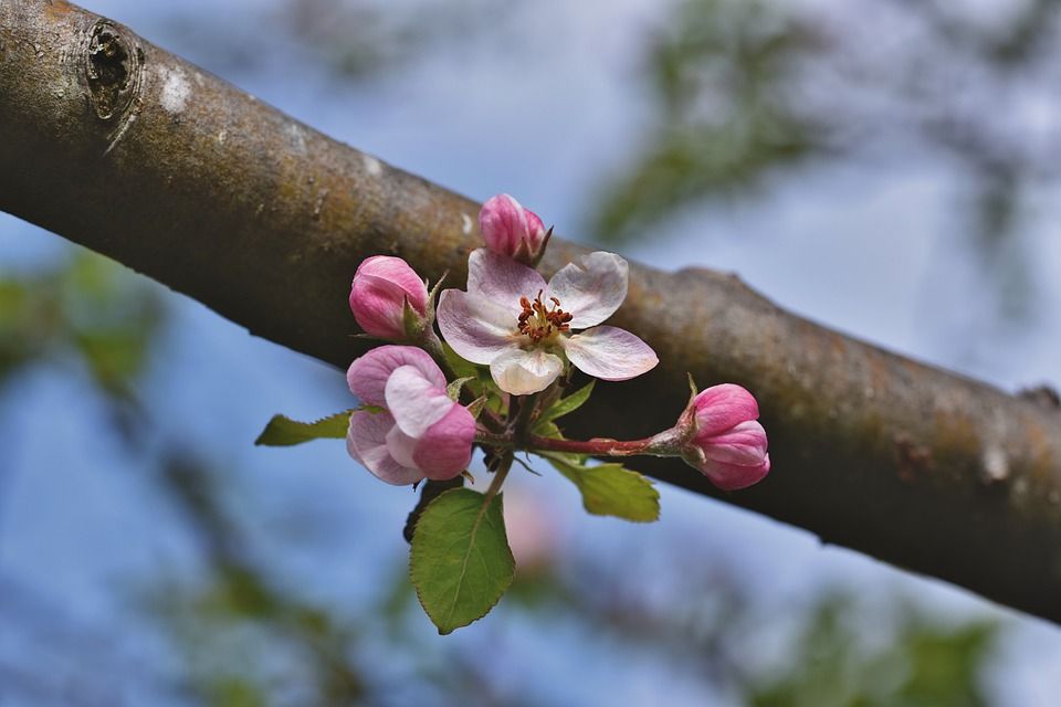 Как избавиться от вредителей на яблоне