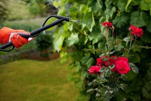 Как подкармливать садовые розы
