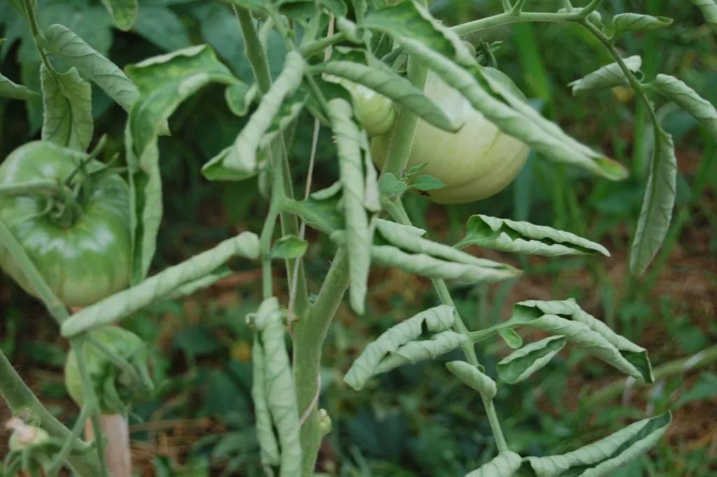 Бактериоз у томатов и другие причины скручивания листьев