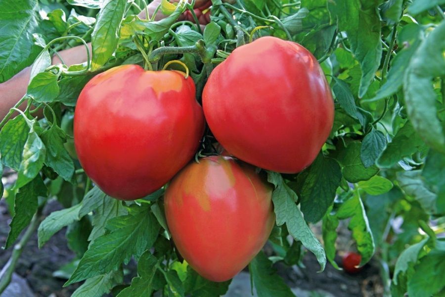 Как выращивать томаты  Бычье сердце