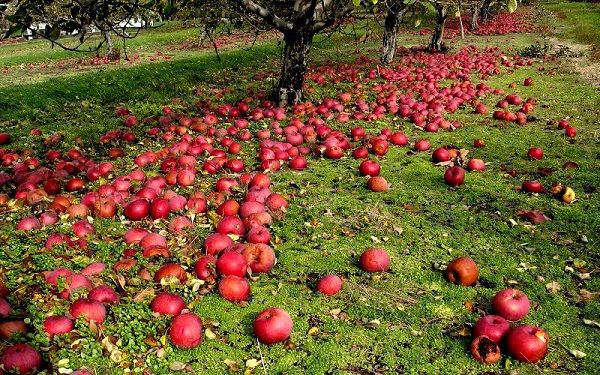 Почему осыпаются яблоки в саду