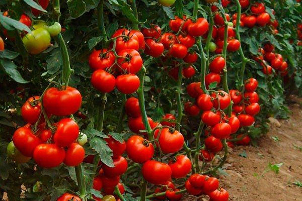  Секреты невероятно высоких урожаев помидоров