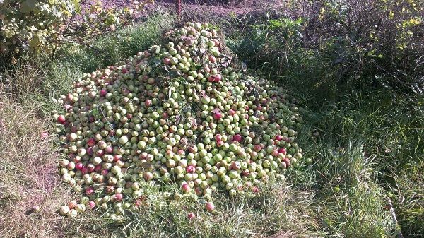 Что можно делать с опавшими яблоками