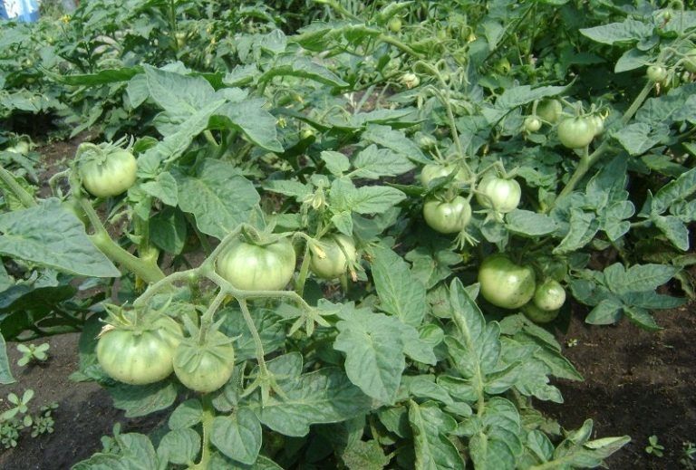 Причины жирования томатов