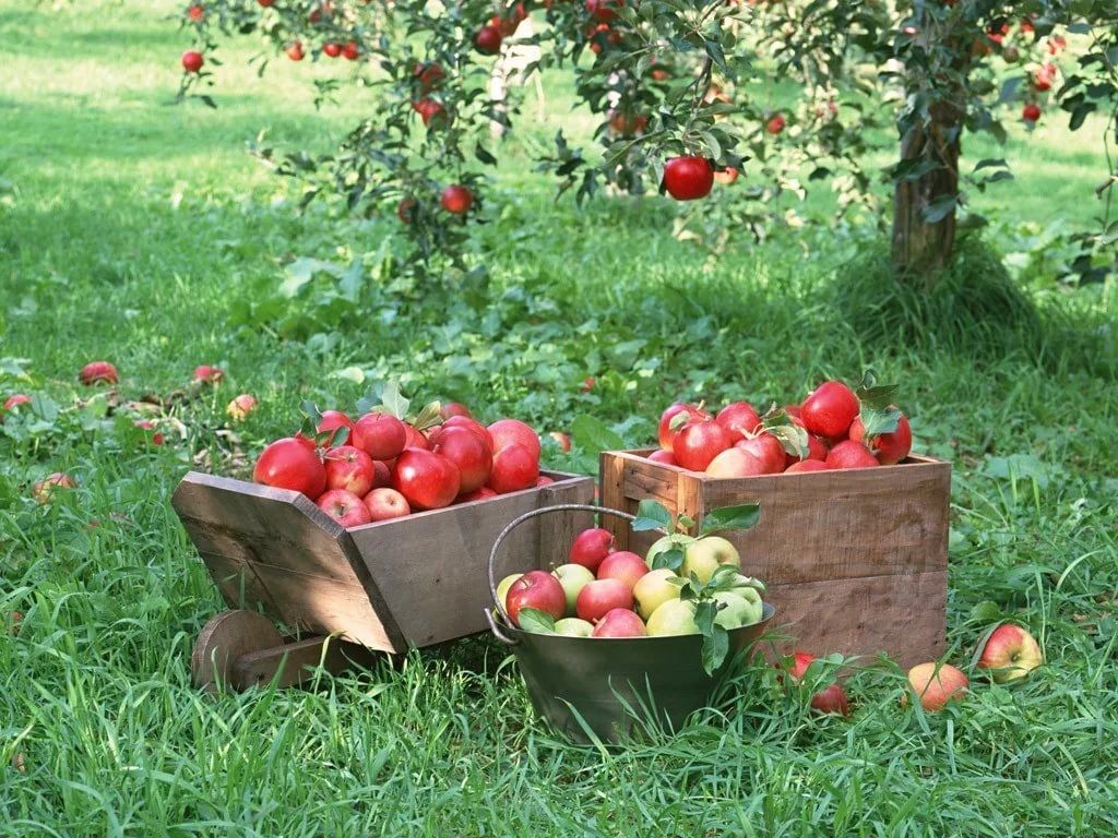 Когда лучше собирать урожай яблок