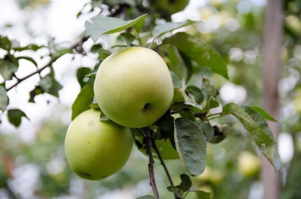 Почему яблоня плодоносит  не каждый год