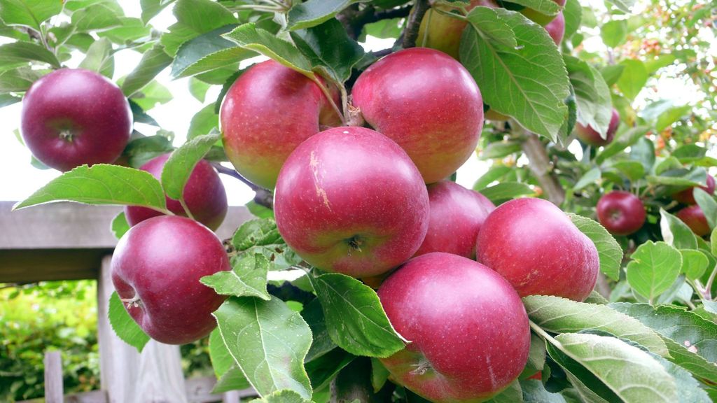 Чего не хватает яблоне, чтобы плодоносить каждый год