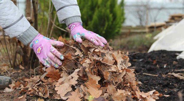 Стоит ли укрывать растения на зиму листвой