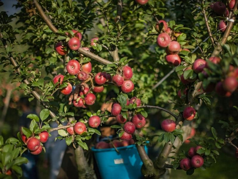 Как сорта яблони влияют на периодичность плодоношения