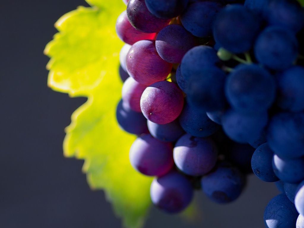 Как правильно садить виноград на даче