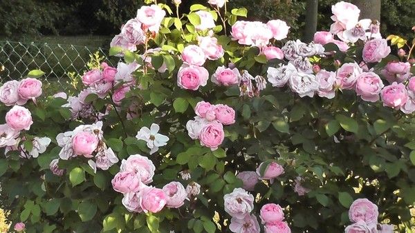 Сорта пионовидных роз