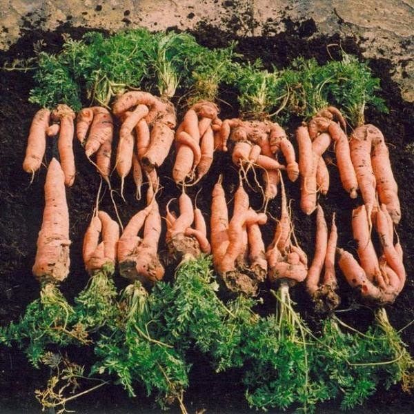 Как осенью подготовить грядку для моркови