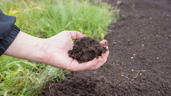 Три шага как сделать почву плодородной