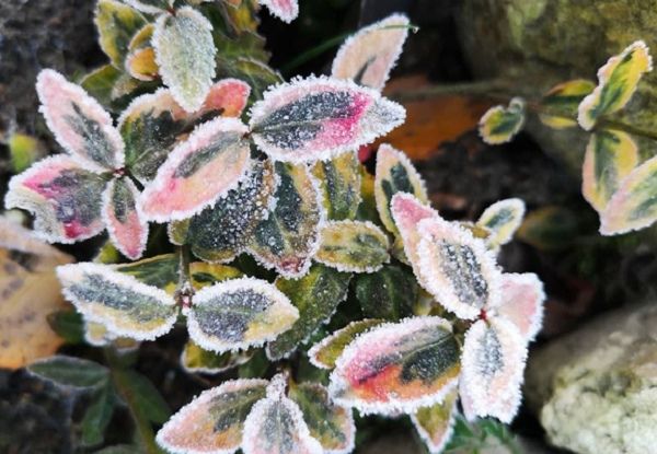Опасна ли для растений зима без снега  и как нельзя помогать растениям