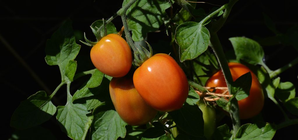 Как вырастить помидоры к маю без теплицы и без рассады