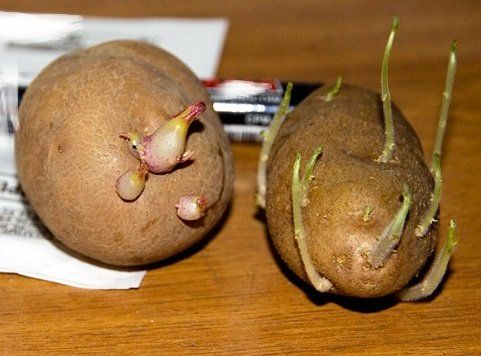 Почему ростки у семенного картофеля тонкие, как ниточки