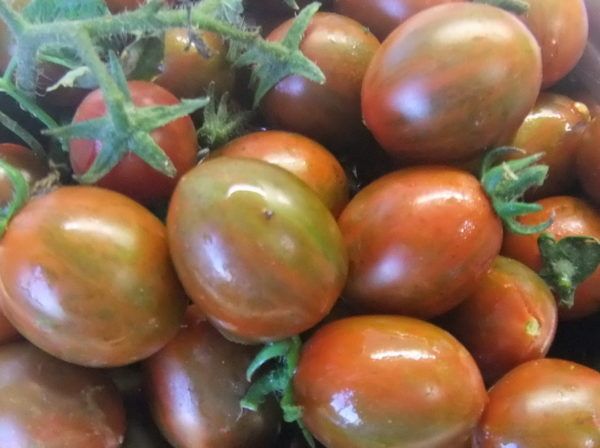 Описание и характеристика сорта томатов Дунай