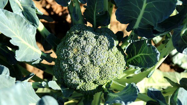 5 причин начать выращивать капусту брокколи