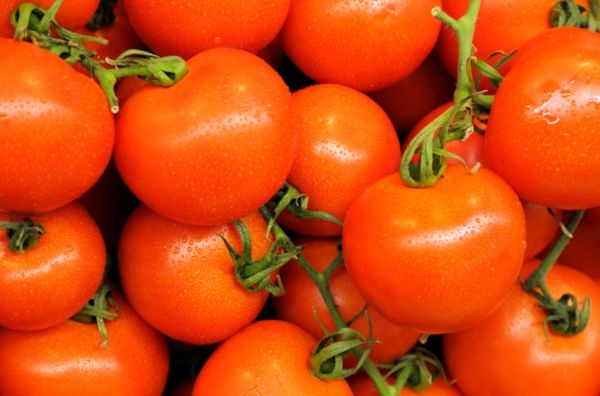 Сорта томатов, которые невосприимчивы к фитофторе