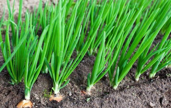 5 хитростей выращивания лука
