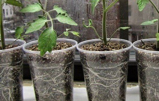 Можно ли выращивать рассаду в прозрачных стаканчиках