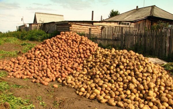 Какие подкормки и удобрения нужны картофелю