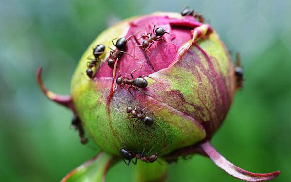 Нужно ли бороться с муравьями на бутонах пиона