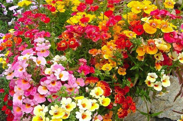 Почему немезия это лучший цветок для ленивых садоводов
