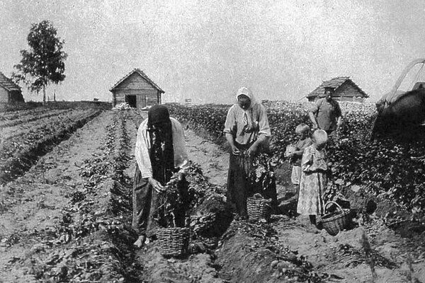 Какие овощи растили русские до появления картофеля