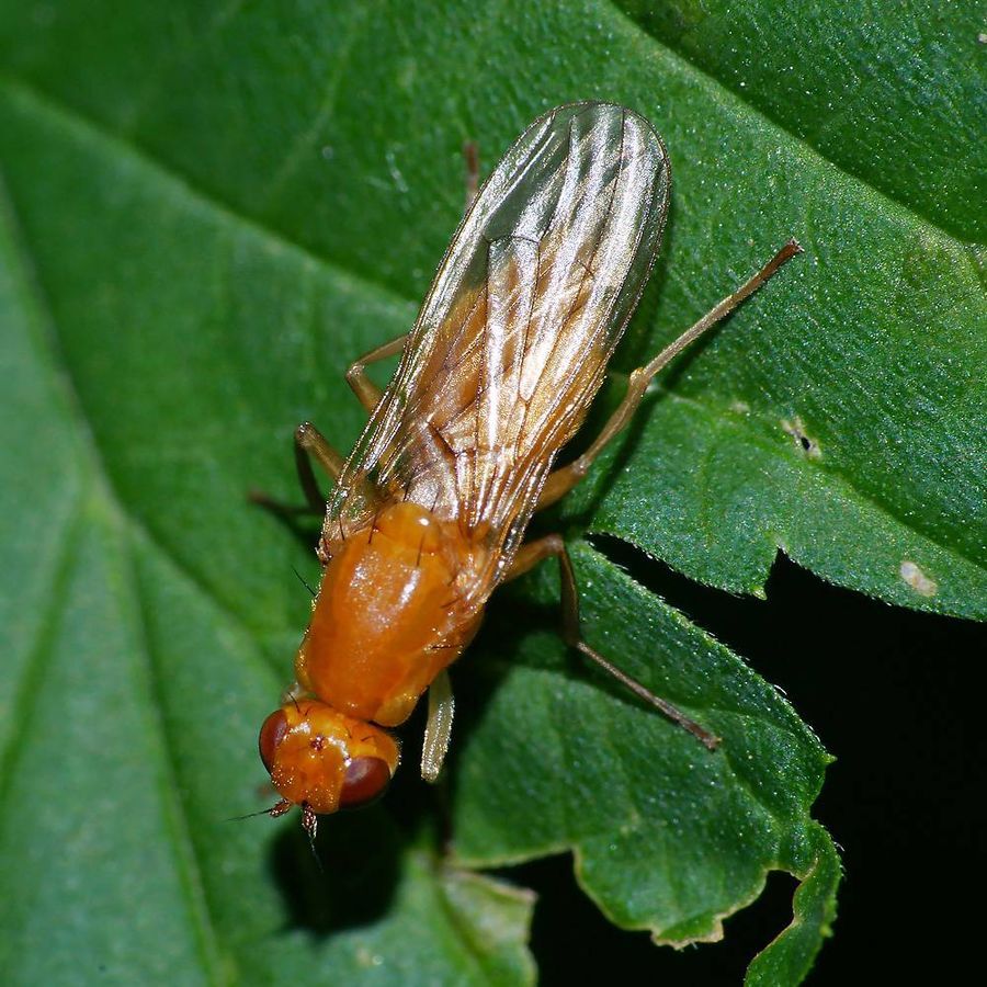 Морковная муха: чем обрабатывать растение