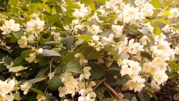 5 условий, чтобы садовый жасмин восхищал обильным цветением