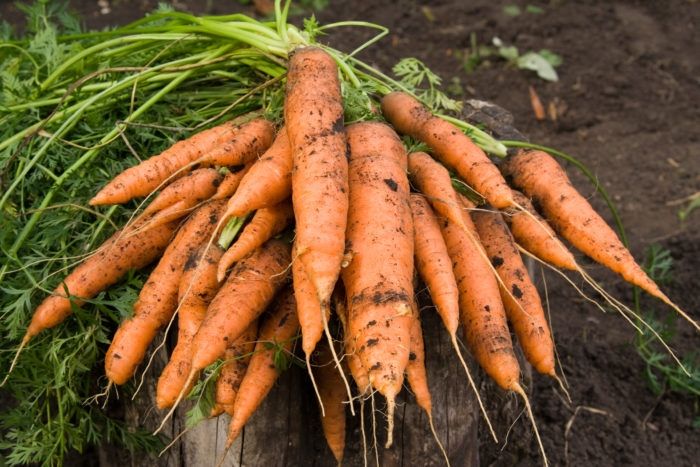 7 шагов к высокому урожаю моркови