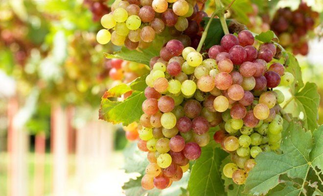 3 секрета богатого урожая винограда