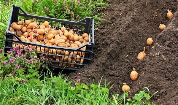 Как сажать картошку: маленькие хитрости