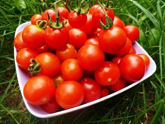 Метод увеличения урожая помидоров 