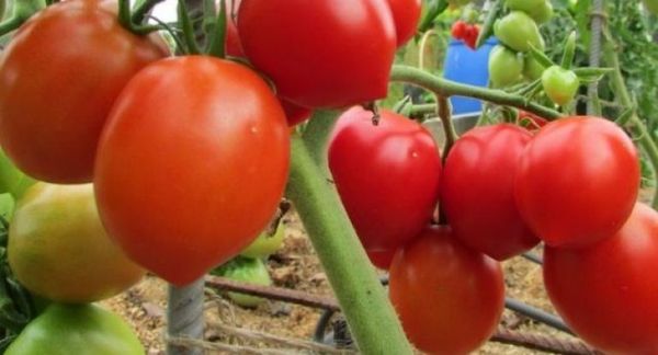 Правила выращивания томатов  сорта  