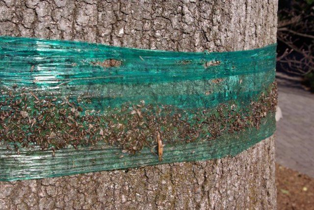 Ловчий пояс для защиты деревьев от муравьев