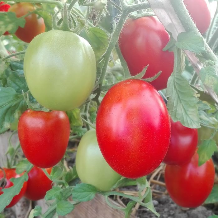 Как ускорить созревание помидоров