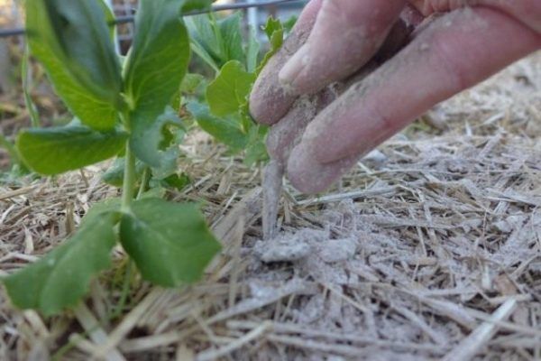 Как древесная зола защищает растения от вредителей