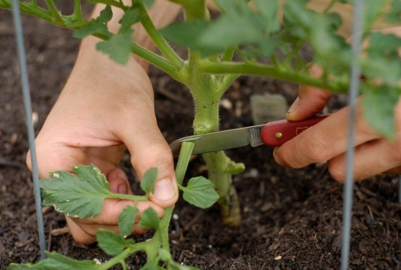Как обрывать листу у томатов и зачем это нужно делать