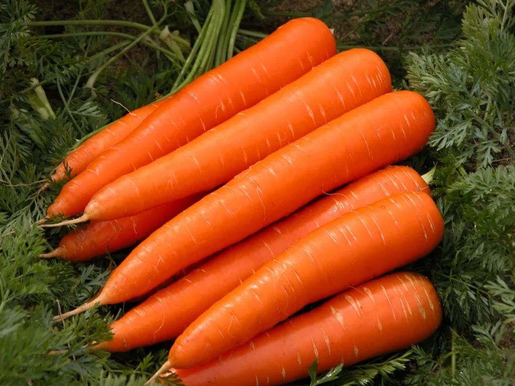 Подкормка и удобрения для моркови