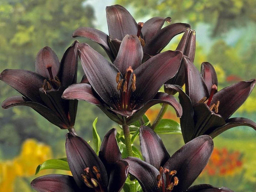 Немного мистики: черные цветы в дизайне сада