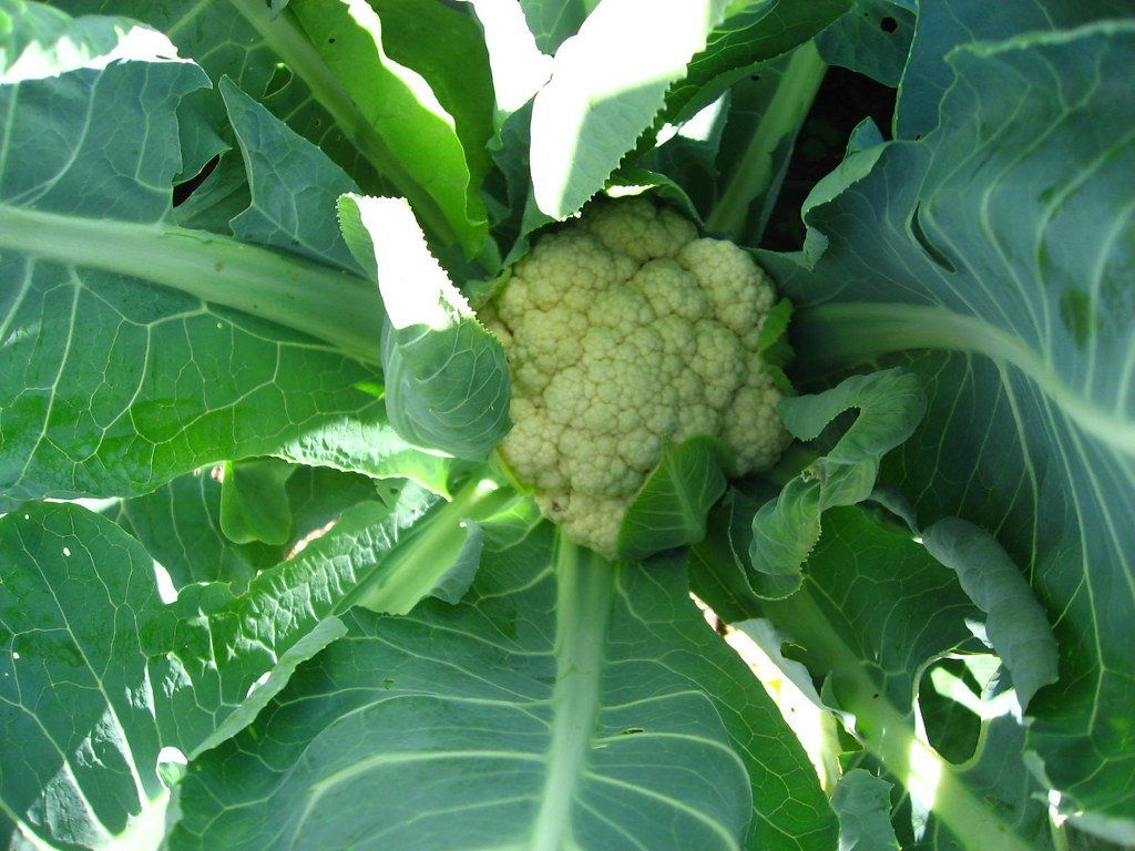 Условия выращивания цветной капусты