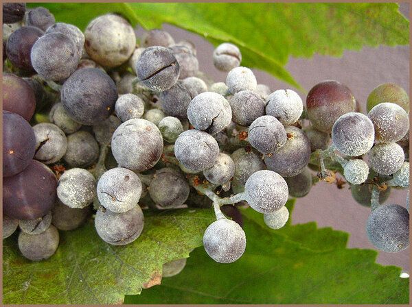 Оидиум – самая опасная летняя болезнь винограда